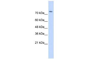 WWP2 antibody used at 1 ug/ml to detect target protein. (WWP2 anticorps  (Middle Region))