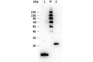 Western Blot of Rabbit anti-TGF Beta 1 antibody. (TGFB1 anticorps)