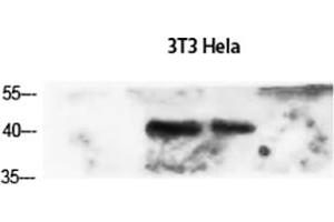 Western Blot analysis of 3T3 (1), Hela (2), diluted at 1:1500. (alpha-SMA (AA 171-220) anticorps)