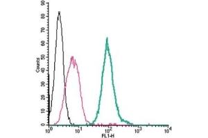 Cell surface detection of P2Y14 by direct flow cytometry in live intact mouse J774 macrophage cells: (black line) Cells. (P2RY14 anticorps  (Extracellular, Loop 2) (FITC))