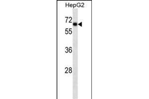 SOX9 Antibody ABIN1539824 western blot analysis in HepG2 cell line lysates (35 μg/lane). (SOX9 anticorps  (AA 41-70))