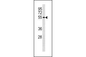 CCNB1 Antibody (Center /) (ABIN1881152 and ABIN2843320) western blot analysis in  cell line lysates (35 μg/lane). (Cyclin B1 anticorps  (AA 106-133))