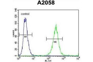 Flow cytometric analysis of A2058 cells using GAB4 Antibody (N-term) Cat. (GAB4 anticorps  (N-Term))