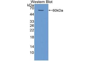 Western blot analysis of the recombinant protein. (BIRC2 anticorps  (AA 344-593))