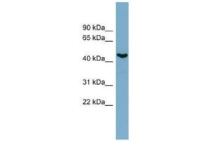 IRX6 antibody used at 0. (IRX6 anticorps  (N-Term))