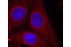 Immunofluorescence analysis of methanol-fixed HeLa cells using Phospho-GAP43(S41) Polyclonal Antibody (GAP43 anticorps  (pSer41))