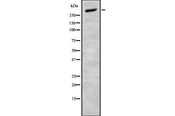 CELSR2 anticorps  (C-Term)