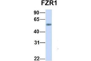 Host:  Rabbit  Target Name:  FZR1  Sample Type:  Human Fetal Heart  Antibody Dilution:  1. (FZR1 anticorps  (N-Term))