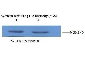 Western Blotting (WB) image for anti-Interleukin 6 (IL6) antibody (ABIN1107856) (IL-6 anticorps)