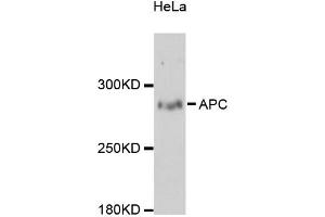 Western blot analysis of extracts of HeLa cells, using APC antibody (ABIN5975805) at 1:3000 dilution. (APC anticorps)