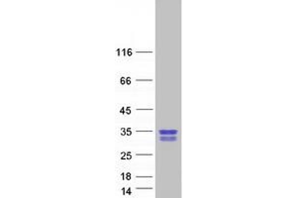 GAR1 Protein (Transcript Variant 2) (Myc-DYKDDDDK Tag)