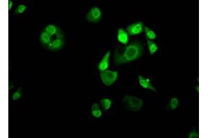 Immunofluorescence (IF) image for anti-Kruppel-Like Factor 4 (Gut) (KLF4) antibody (ABIN7127591)