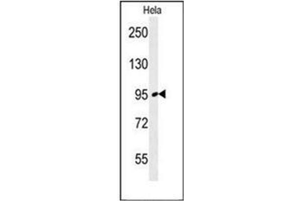 FNIP2 anticorps  (C-Term)