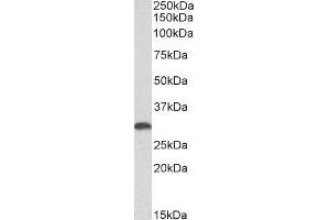 ABIN4902654 (0. (HMOX1 anticorps)