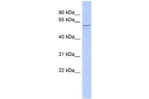 ZBTB2 antibody used at 0. (ZBTB2 anticorps  (Middle Region))