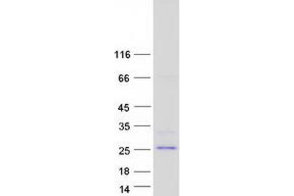 BHLHA15 Protein (Myc-DYKDDDDK Tag)