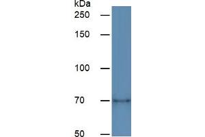 Rabbit Capture antibody from the kit in WB with Positive Control:  Human Lung lysate. (Hemopexin Kit ELISA)