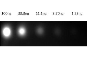 Dot Blot of Anti-Mouse IgG Antibody800 Conjugate Dot Blot results of Goat Anti-Mouse IgG Antibody800 Conjugate. (Chèvre anti-Souris IgG Anticorps (DyLight 800) - Preadsorbed)