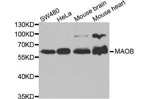 Western blot analysis of extracts of various cell lines, using MAOB antibody. (Monoamine Oxidase B anticorps)