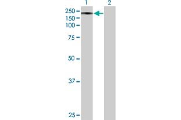 STARD8 anticorps  (AA 1-1023)