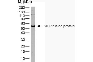 Maltose Binding Protein anticorps