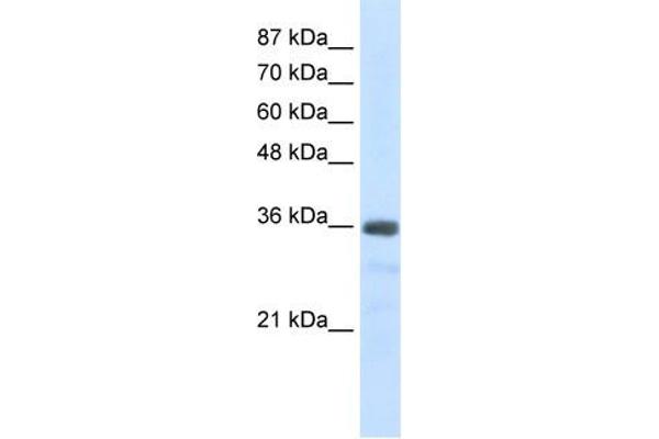 SNRNP35 anticorps  (N-Term)