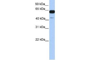 Western Blotting (WB) image for anti-PWWP Domain Containing 2A (PWWP2A) antibody (ABIN2459250) (PWWP2A anticorps)