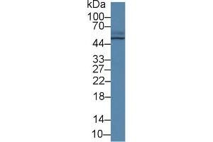 Western blot analysis of Pig Small intestine lysate, using Human TCN2 Antibody (2 µg/ml) and HRP-conjugated Goat Anti-Rabbit antibody ( (TCN2 anticorps  (AA 19-427))