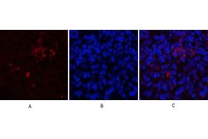 Immunofluorescence analysis of rat spleen tissue. (CD81 anticorps  (Internal Region))