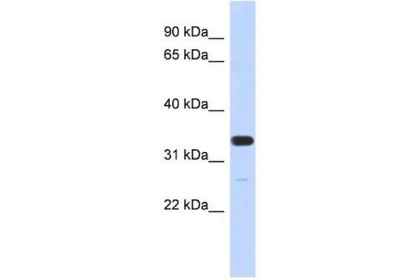 FAM76A anticorps  (N-Term)