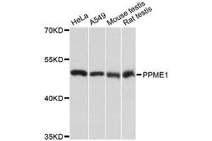 Western blot analysis of extracts of various cell lines, using PPME1 antibody. (PPME1 anticorps  (AA 1-160))