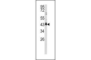 Western blot analysis of c-fos antibody (C-term) (ABIN390510 and ABIN2840864) in 293 cell line lysates (35 μg/lane). (c-FOS anticorps  (C-Term))