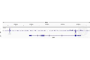 Cleavage Under Targets and Release Using Nuclease (CUT&RUN) image for anti-Transcription Factor 7 (T-Cell Specific, HMG-Box) (TCF7) (N-Term) antibody (ABIN5620945)