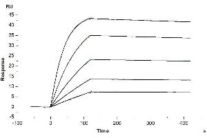 Surface Plasmon Resonance (SPR) image for Interleukin 1, beta (IL1B) (AA 117-269) protein (His-Avi Tag) (ABIN7274882)