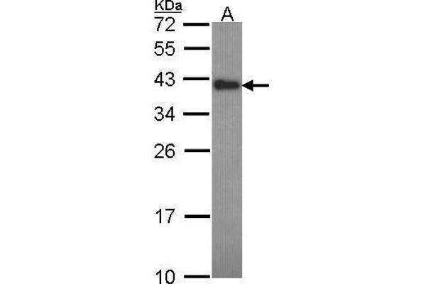 CIAPIN1 anticorps