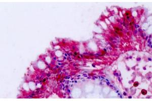 Anti-NPFF2 / NPFFR2 antibody IHC staining of human colon. (NPFFR2 anticorps  (C-Term))