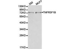Western Blotting (WB) image for anti-Tumor Necrosis Factor Receptor Superfamily, Member 1B (TNFRSF1B) antibody (ABIN1875134) (TNFRSF1B anticorps)