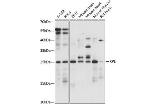 RPE anticorps  (AA 1-228)