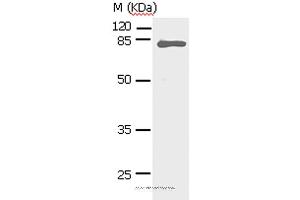 Western blot analysis of Human fetal lung tissue, using STAT5A Polyclonal Antibody at dilution of 1:450 (STAT5A anticorps)