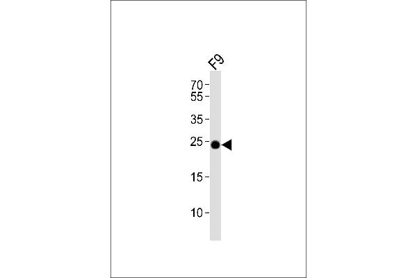 ERAS anticorps  (N-Term)