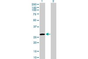 Western Blot analysis of USF1 expression in transfected 293T cell line by USF1 MaxPab polyclonal antibody. (USF1 anticorps  (AA 1-310))