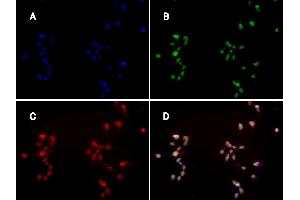 Immunofluorescence: huSSECTM cell line overexpressing hFcRn-EGFP using clone ADM31 at 15µg/ml and Texas Red™ conjugated anti-mouse secondary. (FcRn anticorps)