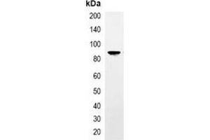 Immunoprecipitation of TAP-tagged protein from HEK293T cells transfected with vector overexpressing TAP tag, using Anti-TAP-tag Antibody. (TAP Tag anticorps)