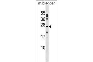 Western blot analysis in mouse bladder tissue lysates (35ug/lane). (PTP4A1 anticorps  (C-Term))