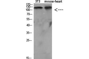 Western Blot analysis of various cells using Antibody diluted at 1:1000. (SREBF1 anticorps  (Internal Region))