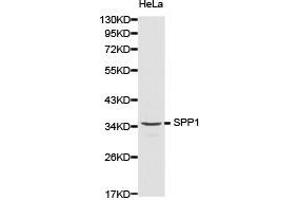 Western Blotting (WB) image for anti-Secreted phosphoprotein 1 (SPP1) antibody (ABIN1874926) (Osteopontin anticorps)