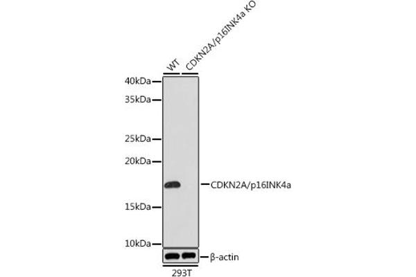 CDKN2A anticorps