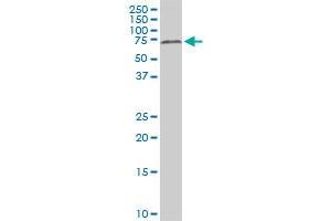 Western Blotting (WB) image for anti-Histone Deacetylase 1 (HDAC1) (AA 1-482) antibody (ABIN516392)