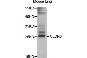 Western blot analysis of extracts of mouse lung, using CLDN5 antibody (ABIN5997454) at 1/1000 dilution. (Claudin 5 anticorps)