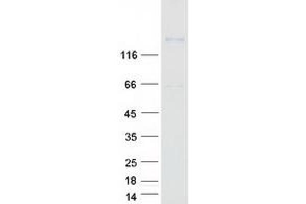 PCDH17 Protein (Myc-DYKDDDDK Tag)